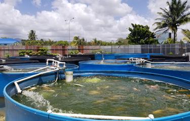 O setor de aquacultura de Trinidad e Tobago está lutando para reverter a tendência regional